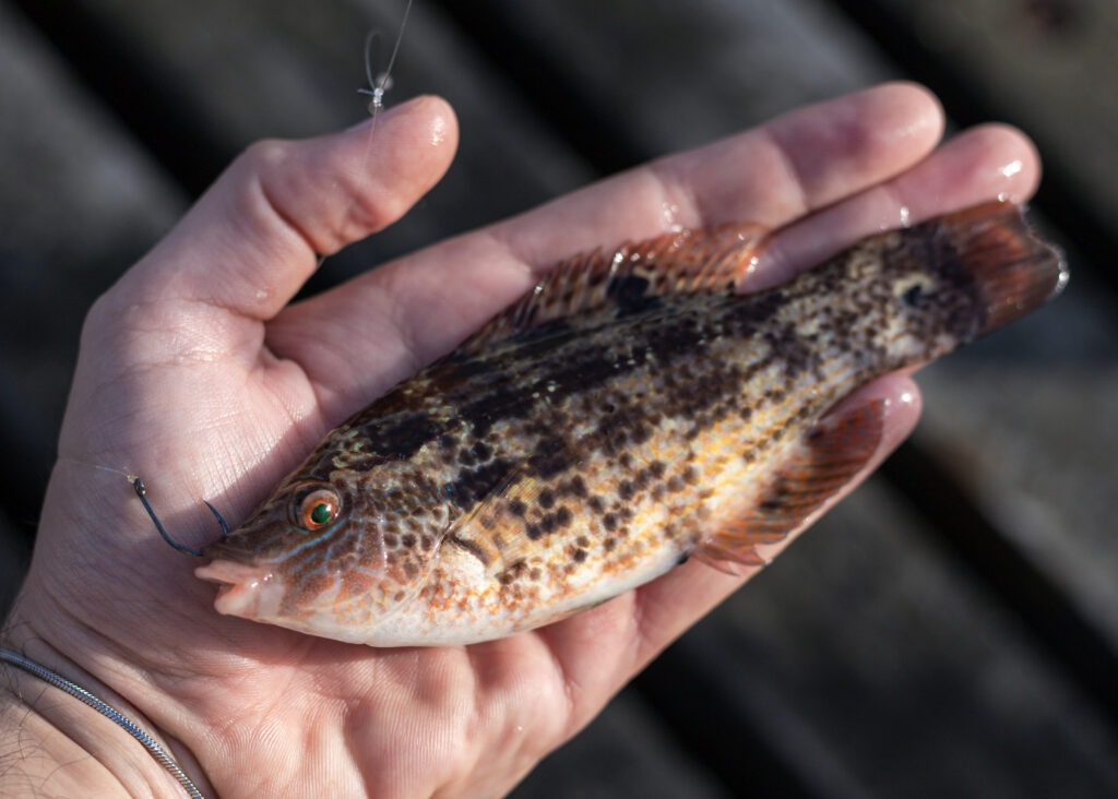 Swanage Baillon's Wrasse showing slightly subtler colouring
