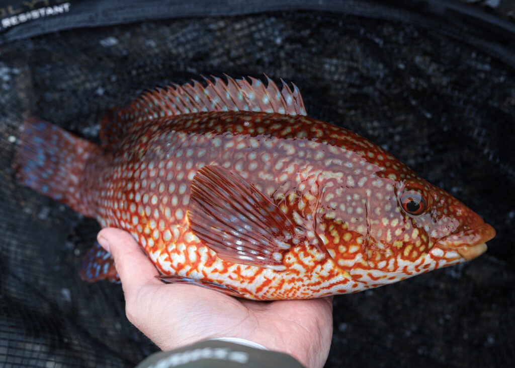 Large Red Ballan wrasse caught on rocky ground in the UK