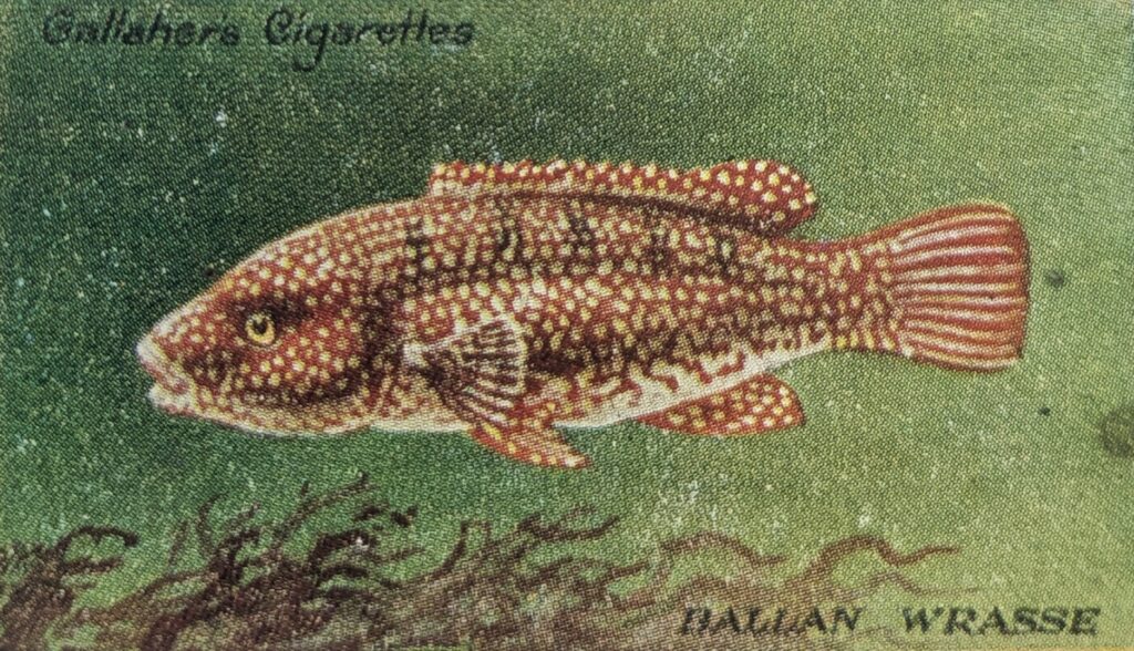 A vintage cigarette card print of the Ballan Wrasse