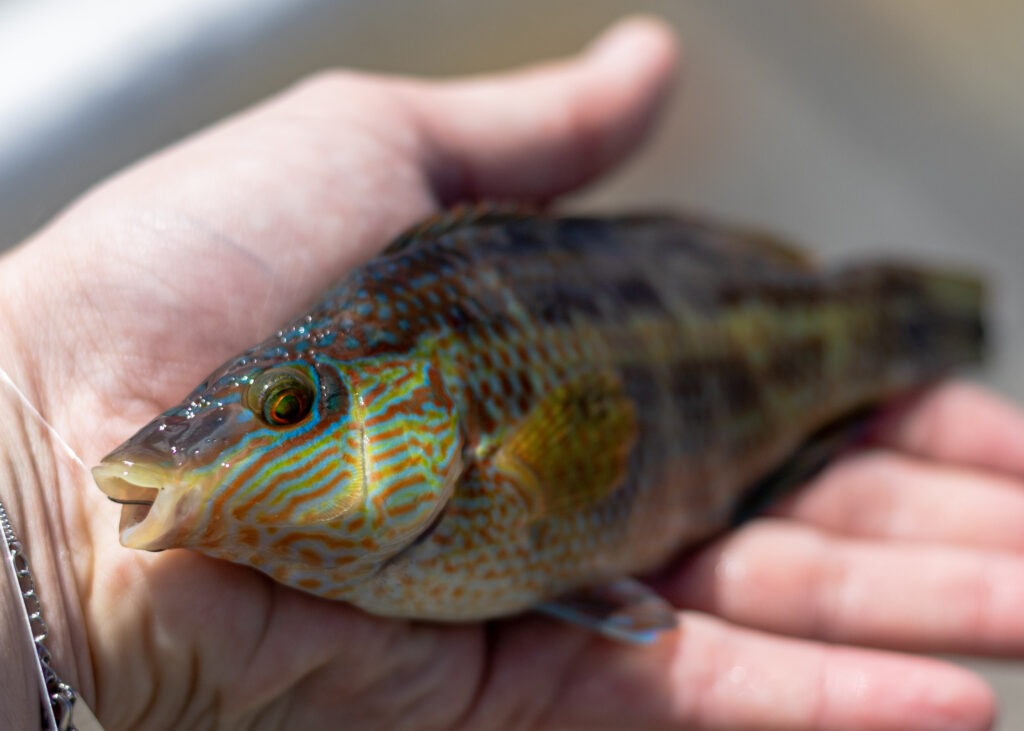 Green Corkwing wrasse caught on LRF gear in a weedy spot