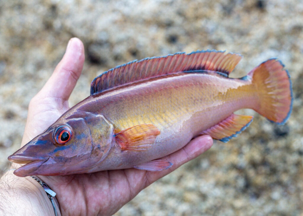 A half male half female cuckoo wrasse, caught from the UK
