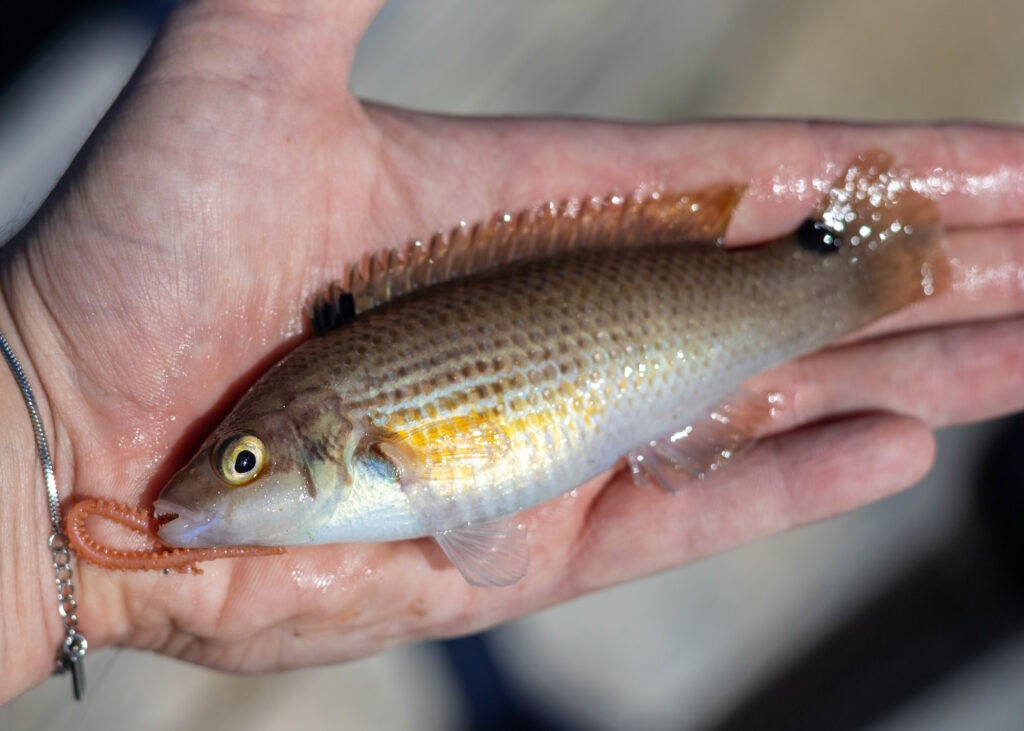 Goldsinny Wrasse showing slender body and black spots