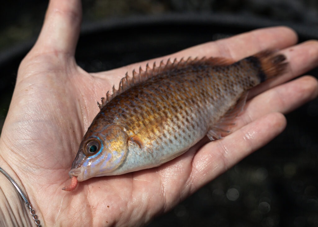 Rock cook wrasse caught from Brixham, UK