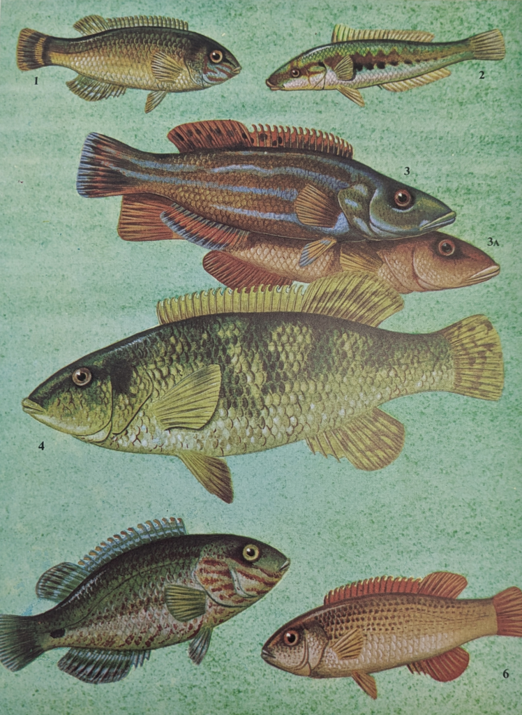 Vintage Illustration of the UK Wrasse Species Family