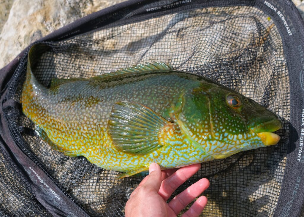 Green ballan wrasse caught from rock mark