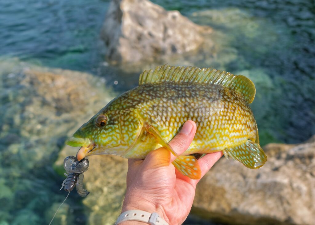 Speckled ballan wrasse caught from rock mark