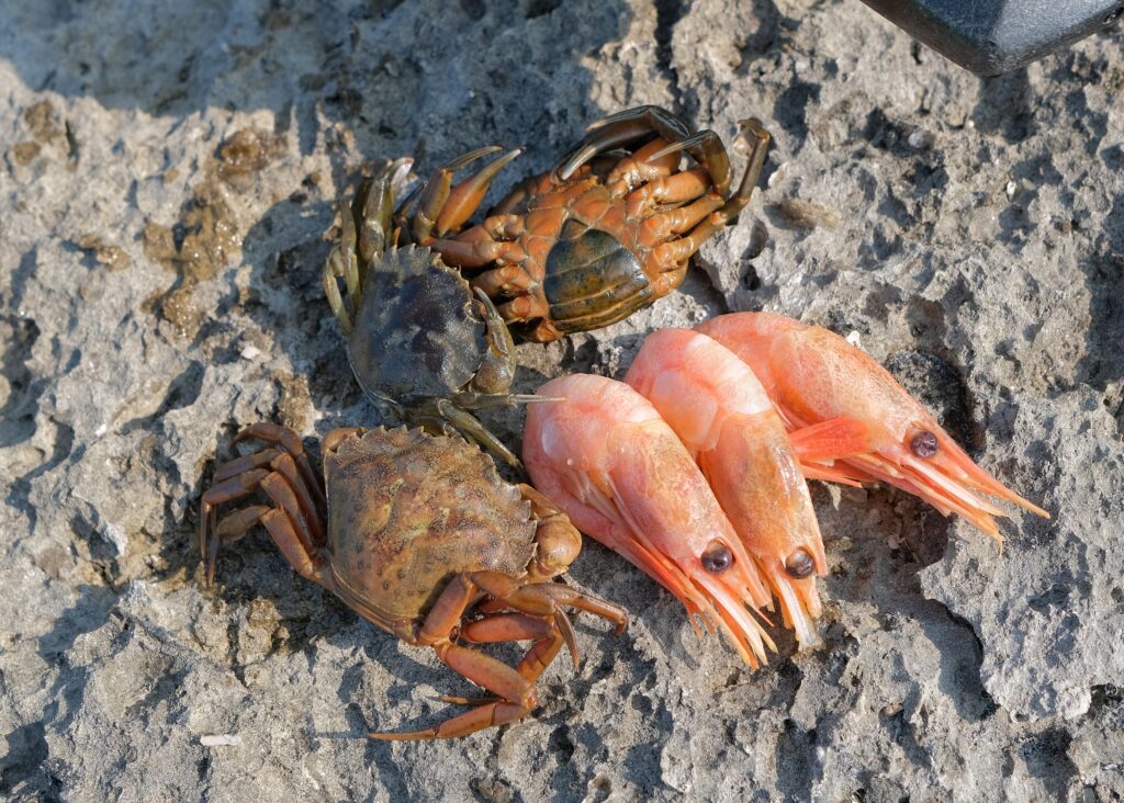 Prawns and hardback crab as bait for ballan wrasse