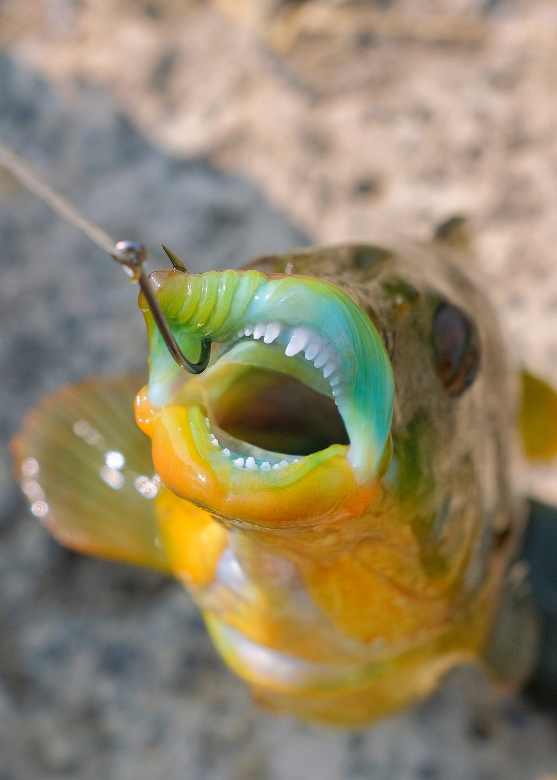 Teeth and blue lips of a ballan wrasse