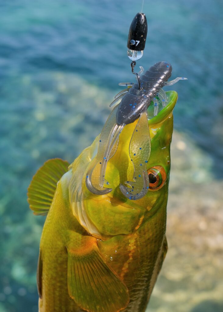Ballan wrasse caught on a soft plastic lure