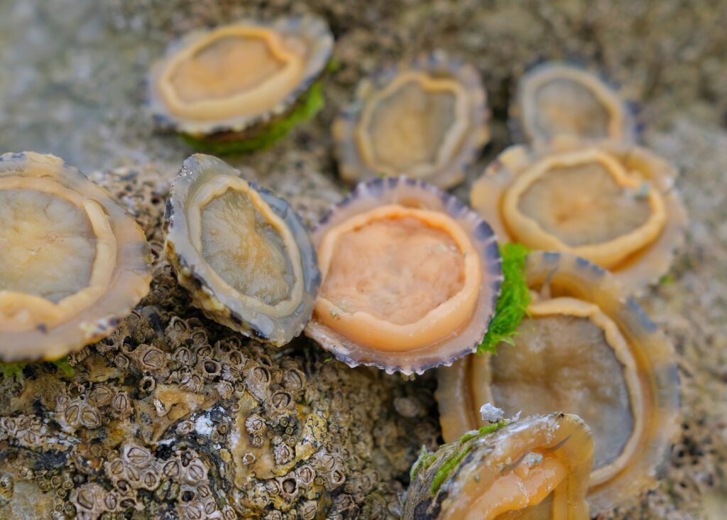 Limpets are a great bait for wrasse fishing