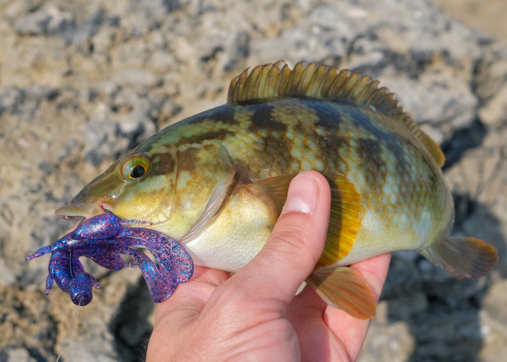 Splotchy ballan wrasse caught on lure
