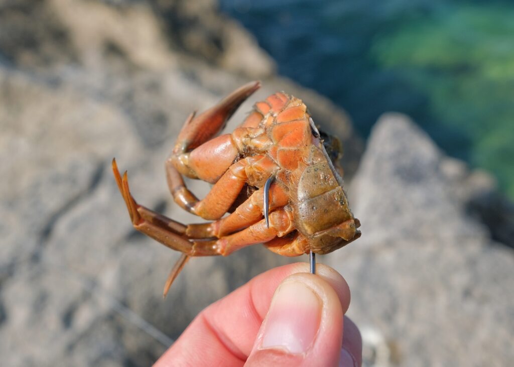 Hardback crabs for ballan wrasse
