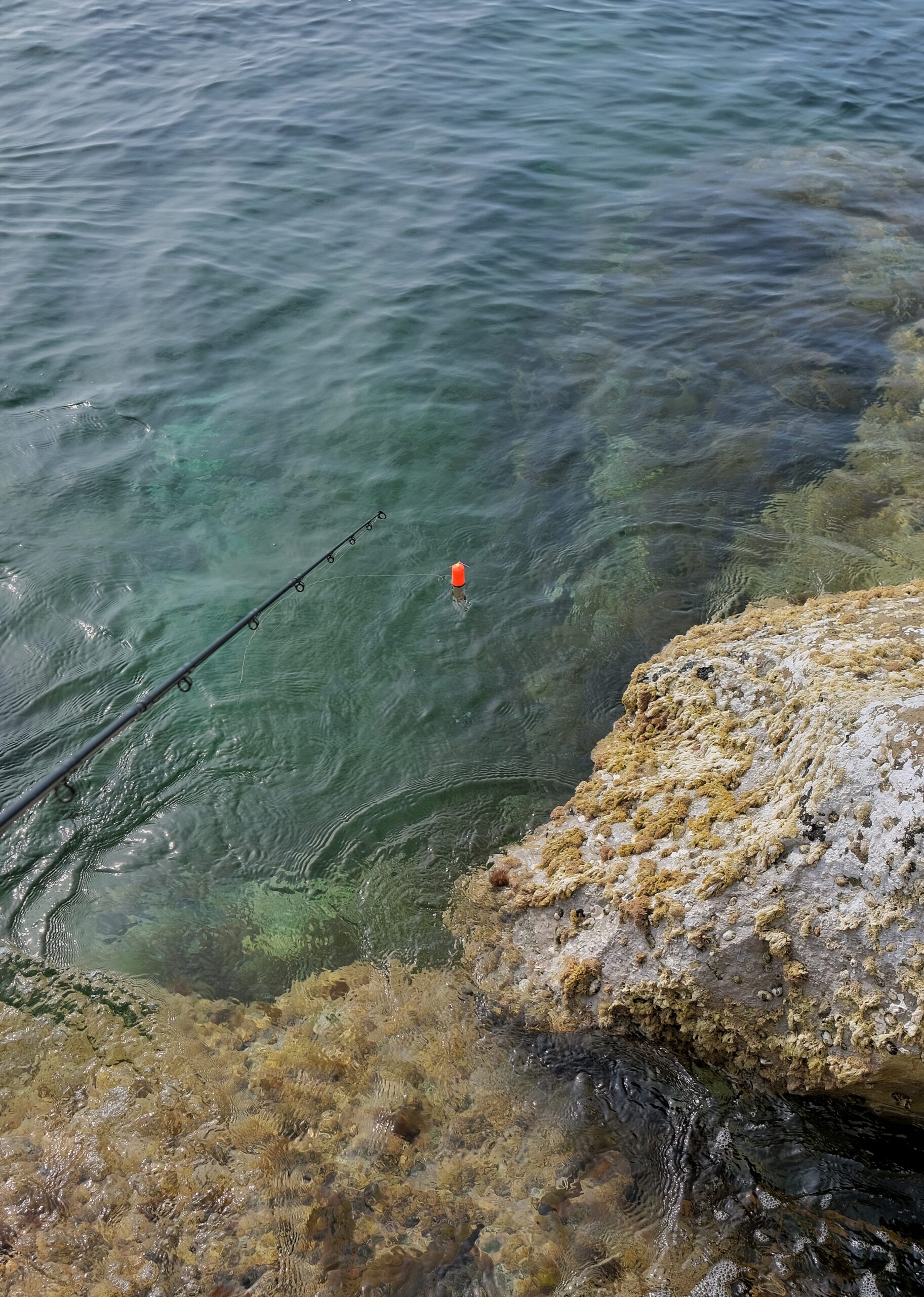 Fishing for wrasse with a float
