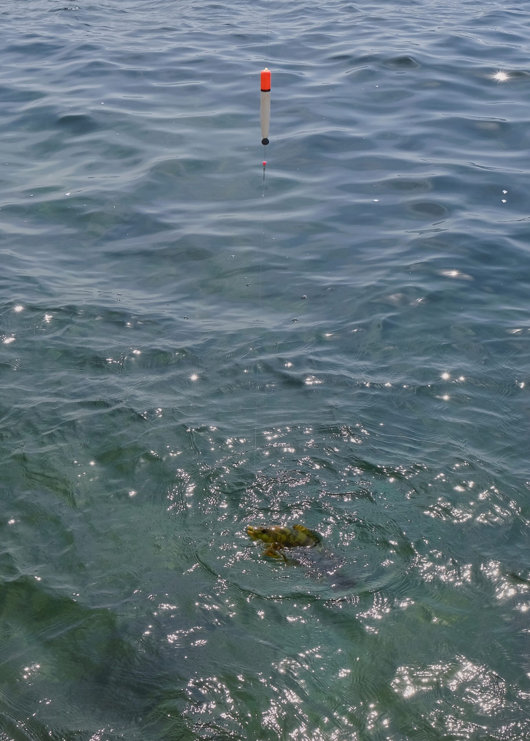 A wrasse caught on a float