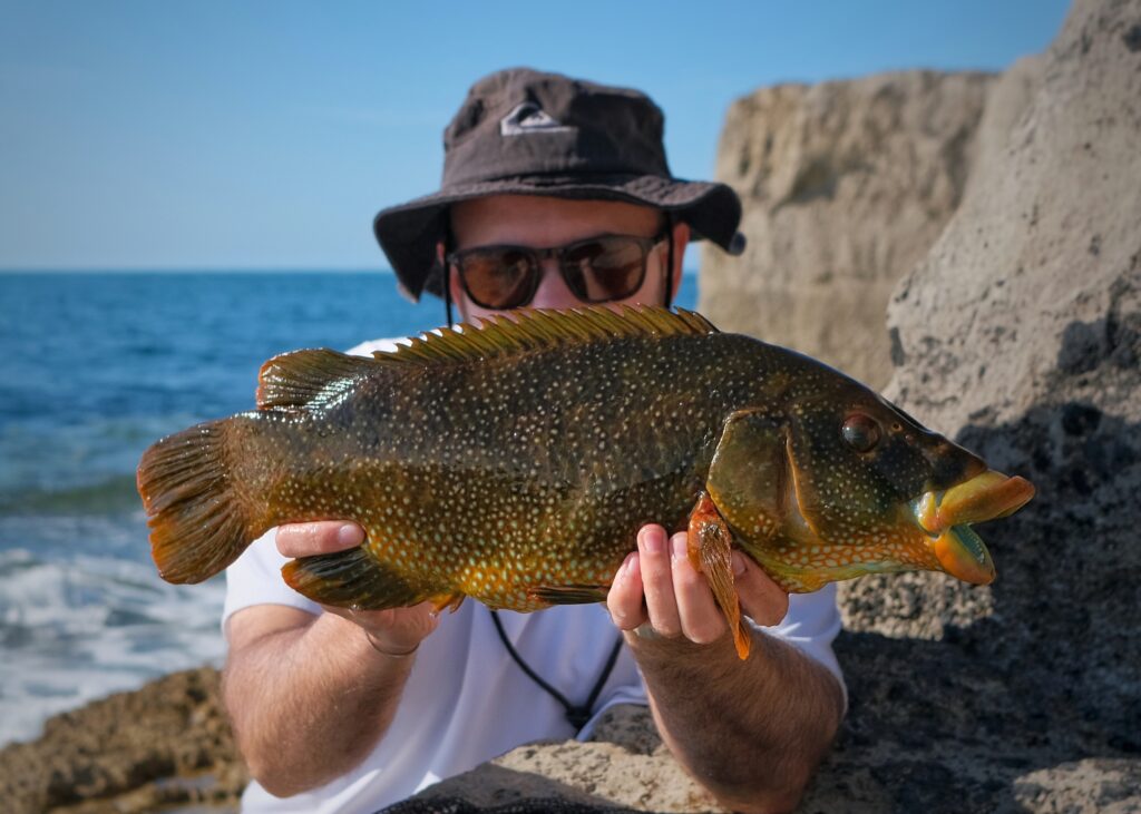 A big ballan wrasse caught on bait on the Dorset Coast