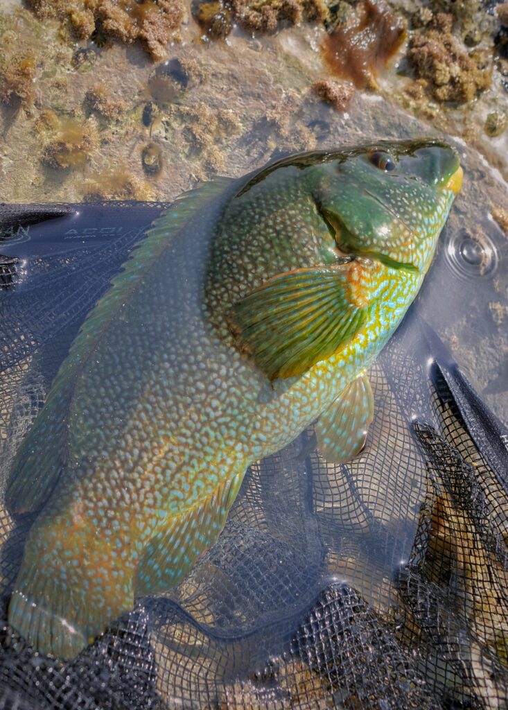 A big wrasse released to fight another day