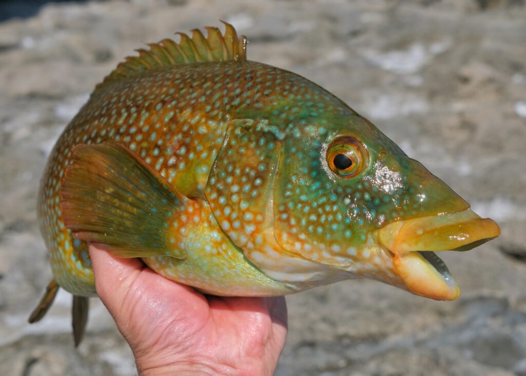 The vibrant colours of a male ballan wrasse