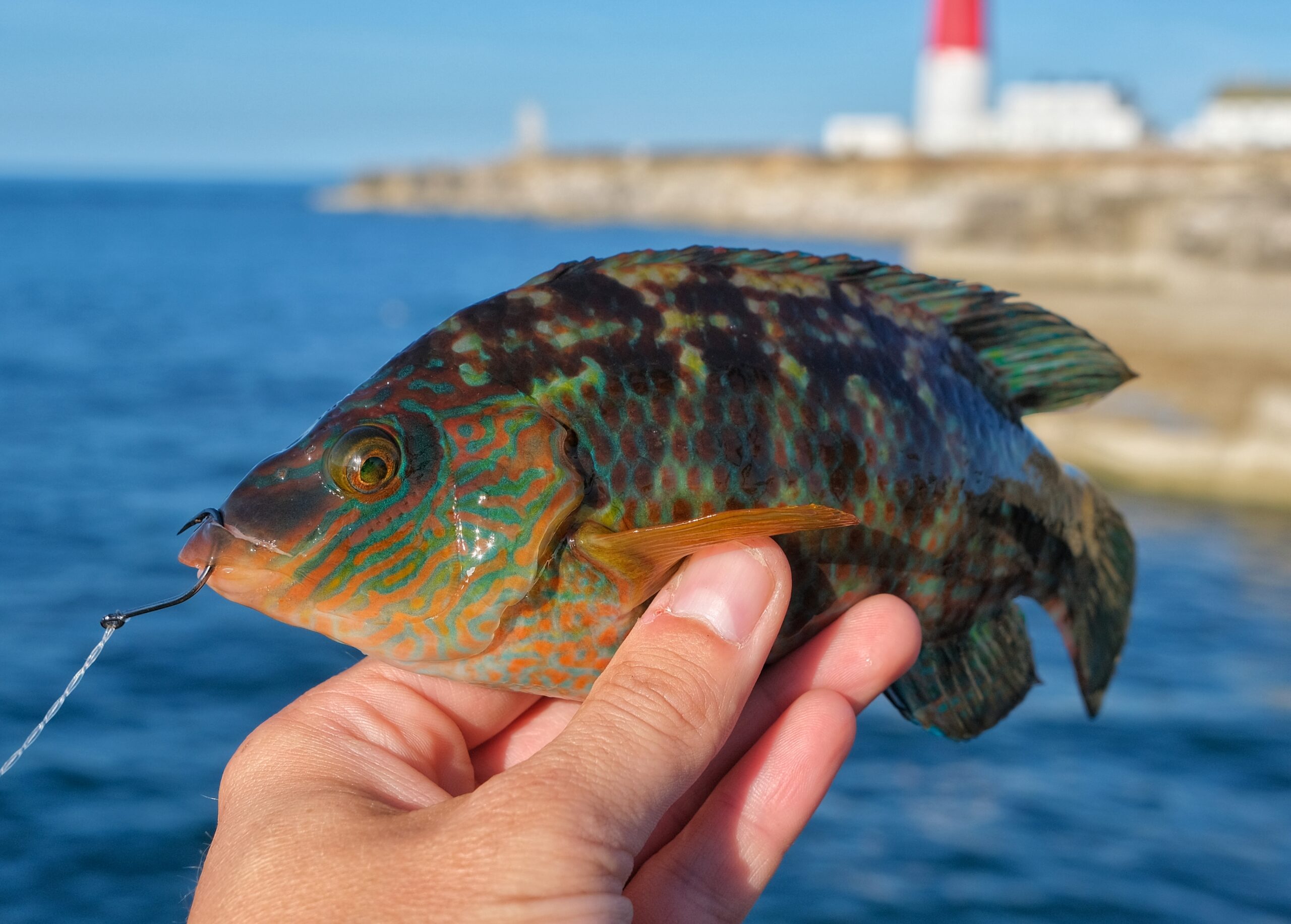 A corkwing wrasse