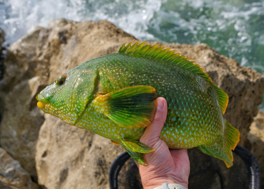 A green ballan wrasse caught on a float fished bait in a gully